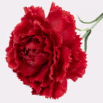 48cm Real-Touch Carnation Stem