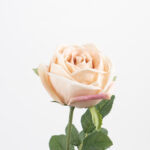 60cm Real-Touch Sarah Rose Stem