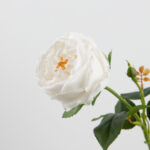 68cm Real-Touch Austin Rose Stem