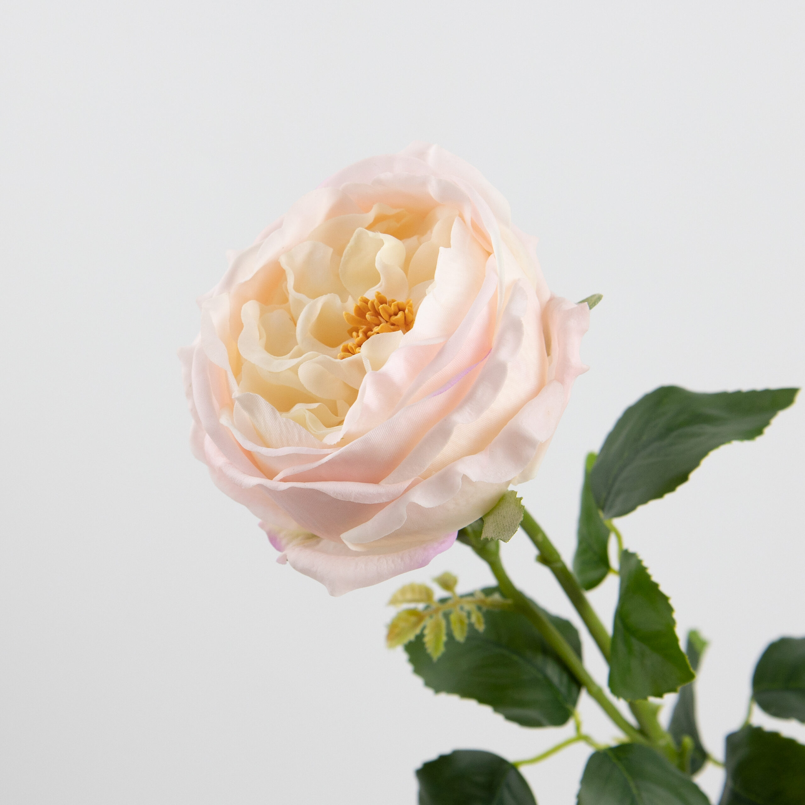 68cm Real-Touch Austin Rose Stem