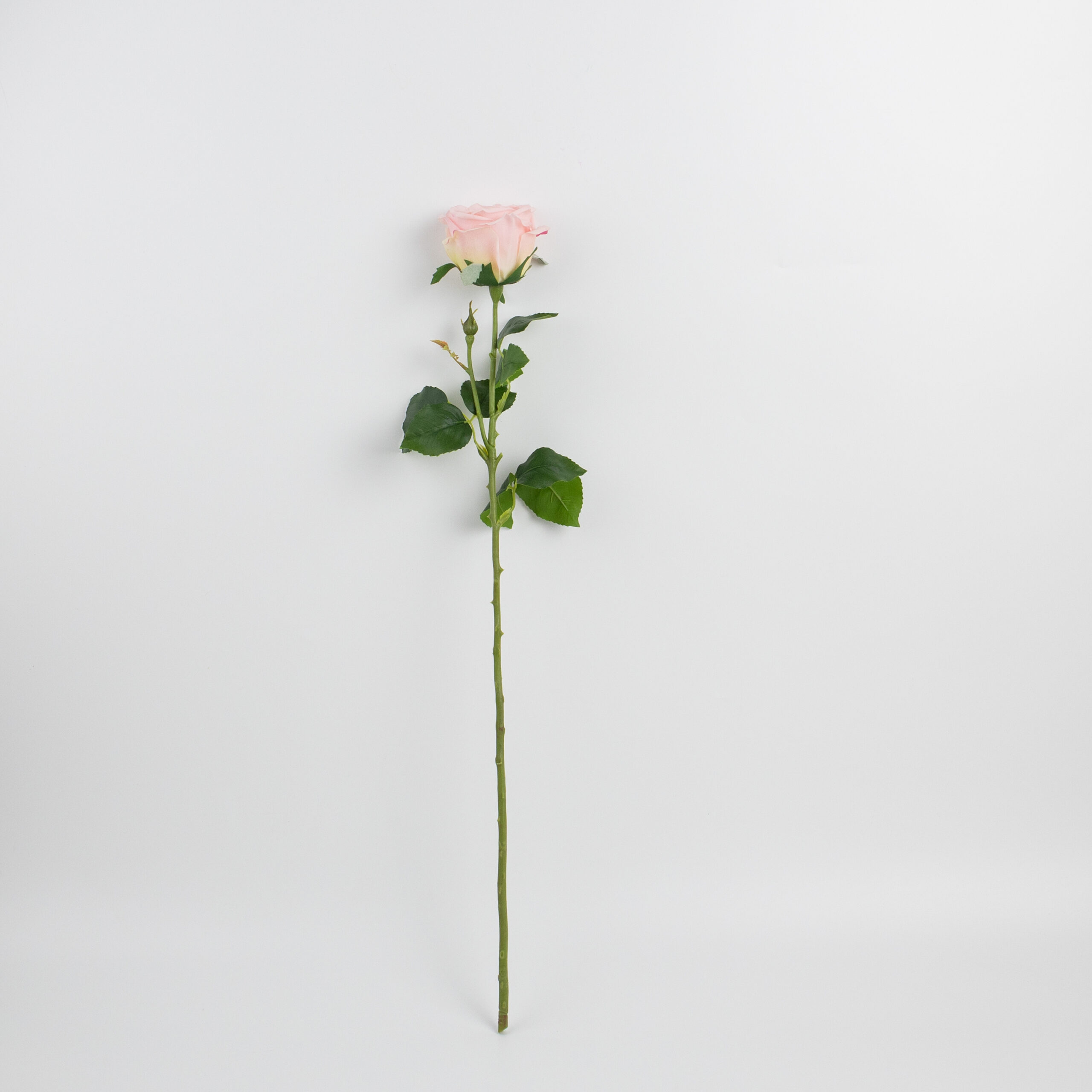 68cm Real-Touch Barbara Rose Stem