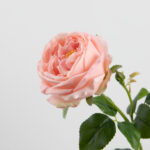 68cm Real-Touch Austin Rose Stem