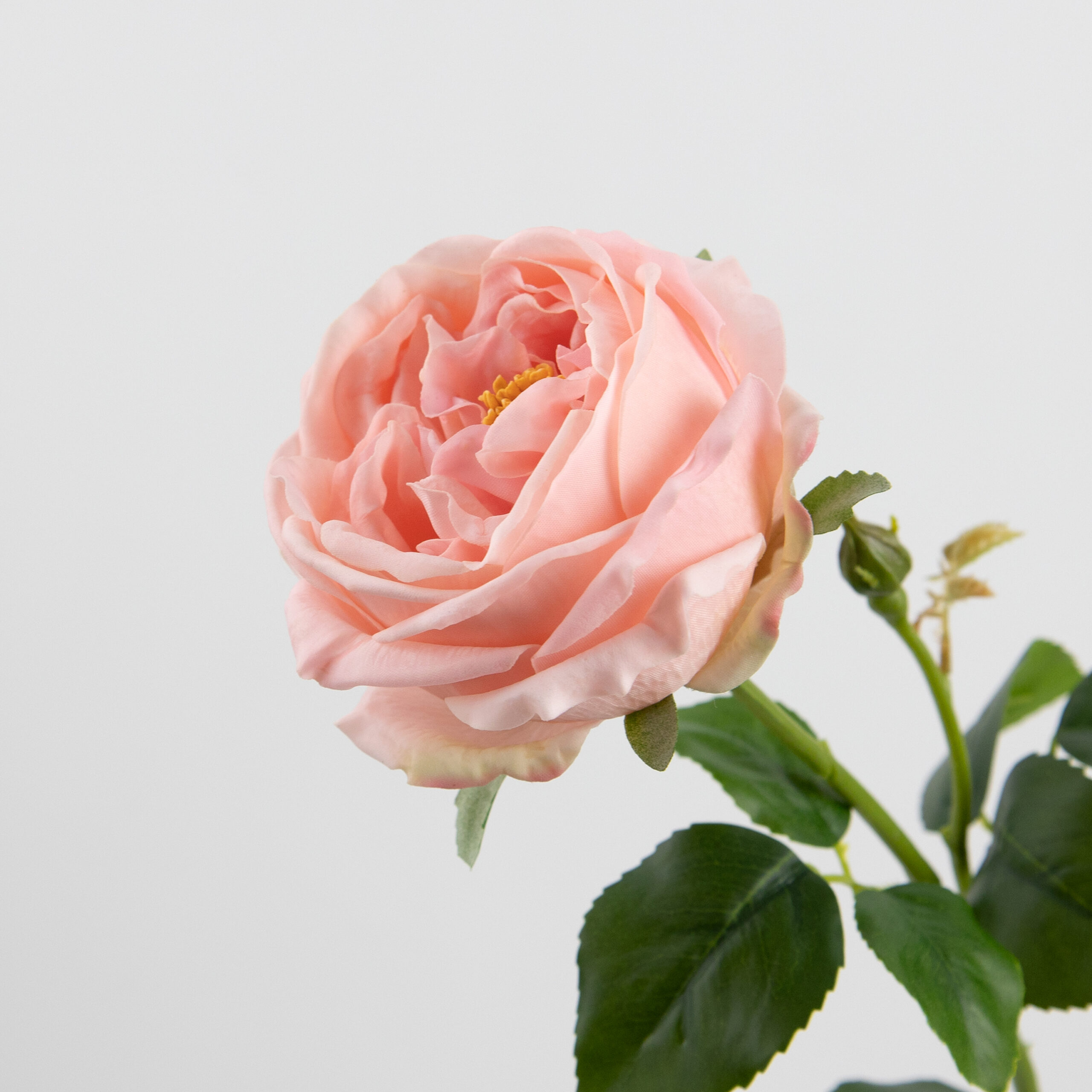 68cm Real-Touch Austin Rose Stem