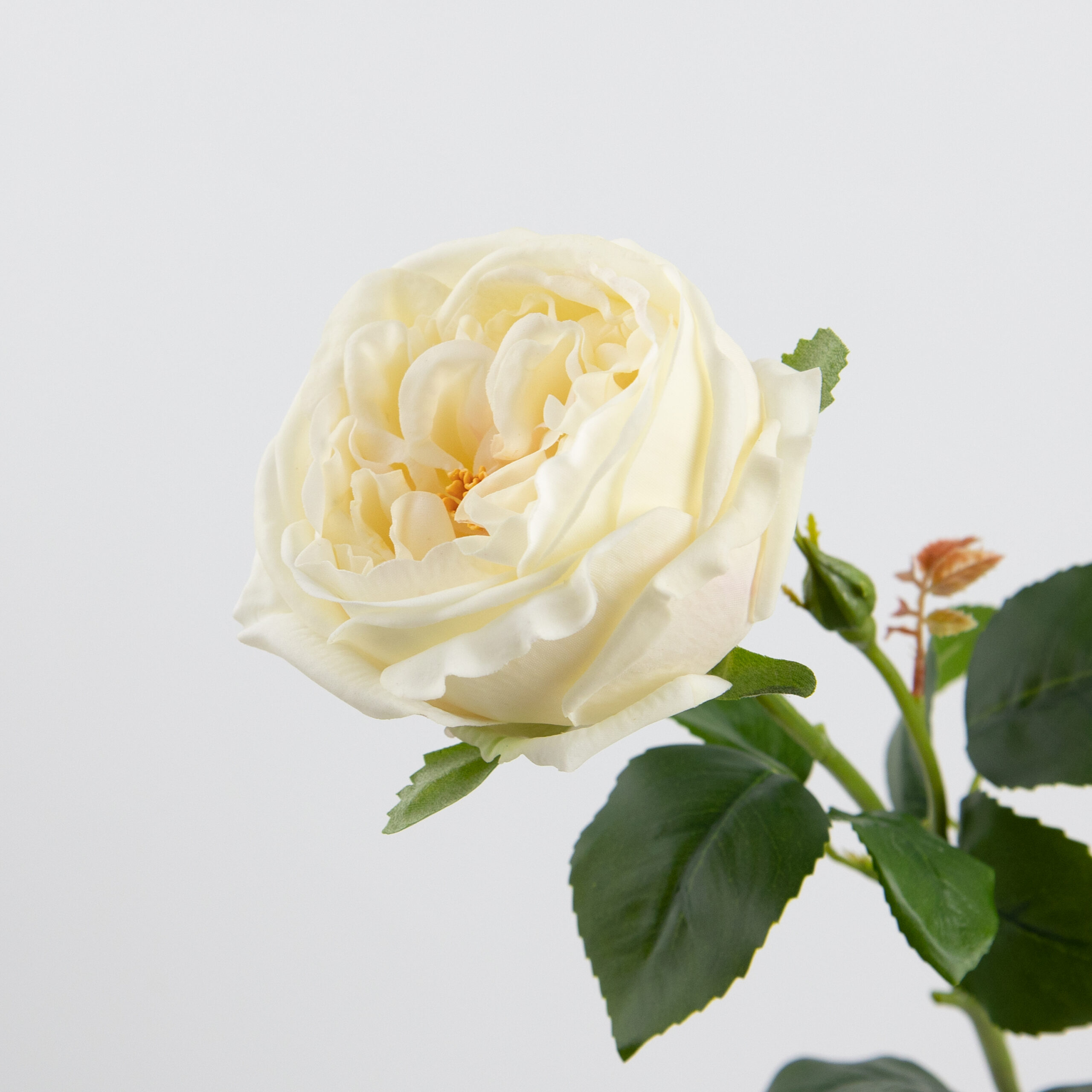 68cm Real-Touch Austin Rose Stem