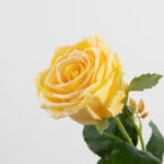 68cm Real-Touch Barbara Rose Stem