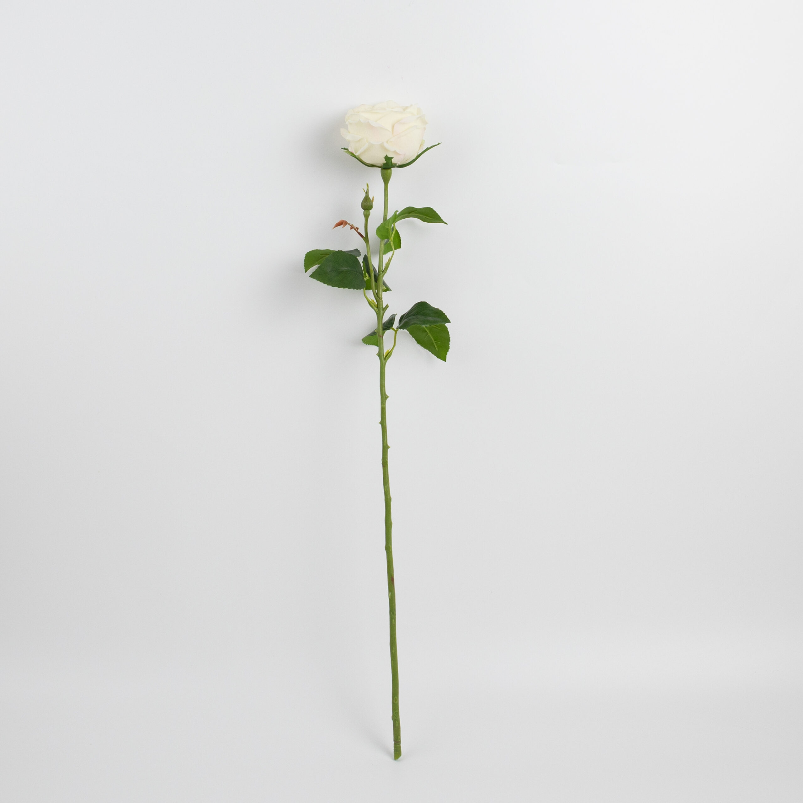 68cm Real-Touch Austin Rose Stem