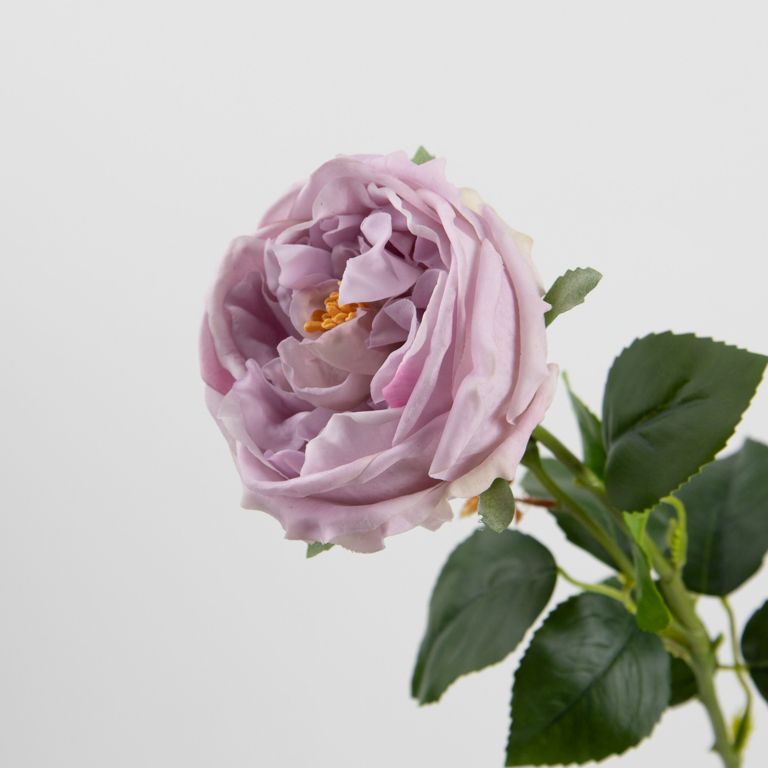 68cm Real-Touch Austin Rose Stem