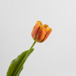 43cm Real-Touch Tulip Stem
