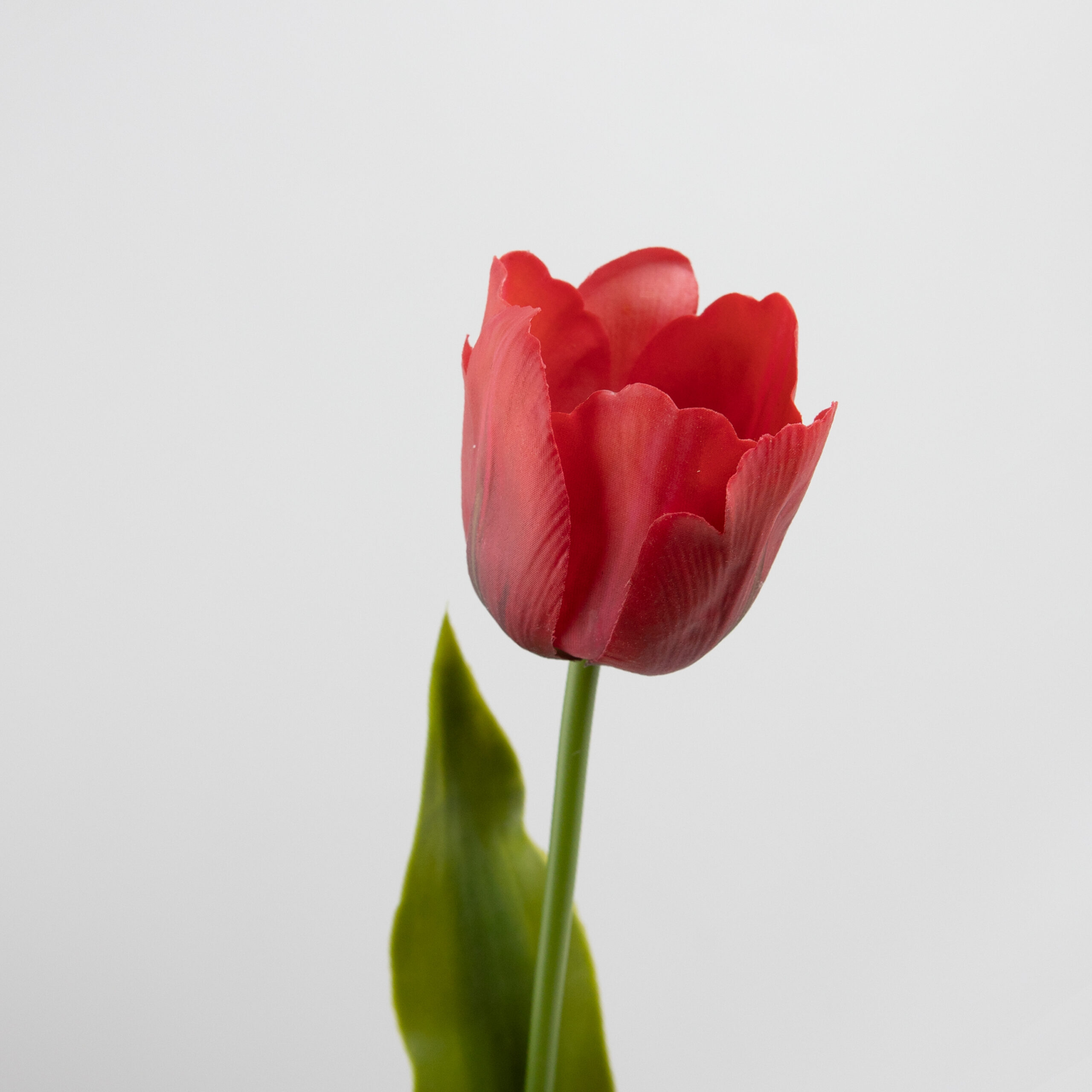 61cm Real-Touch Tulip Stem