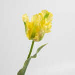 61cm Real-Touch Parrot Tulip Stem