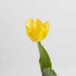 50cm Real-Touch Tulip Stem