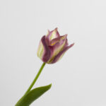 43cm Real-Touch Tulip Stem
