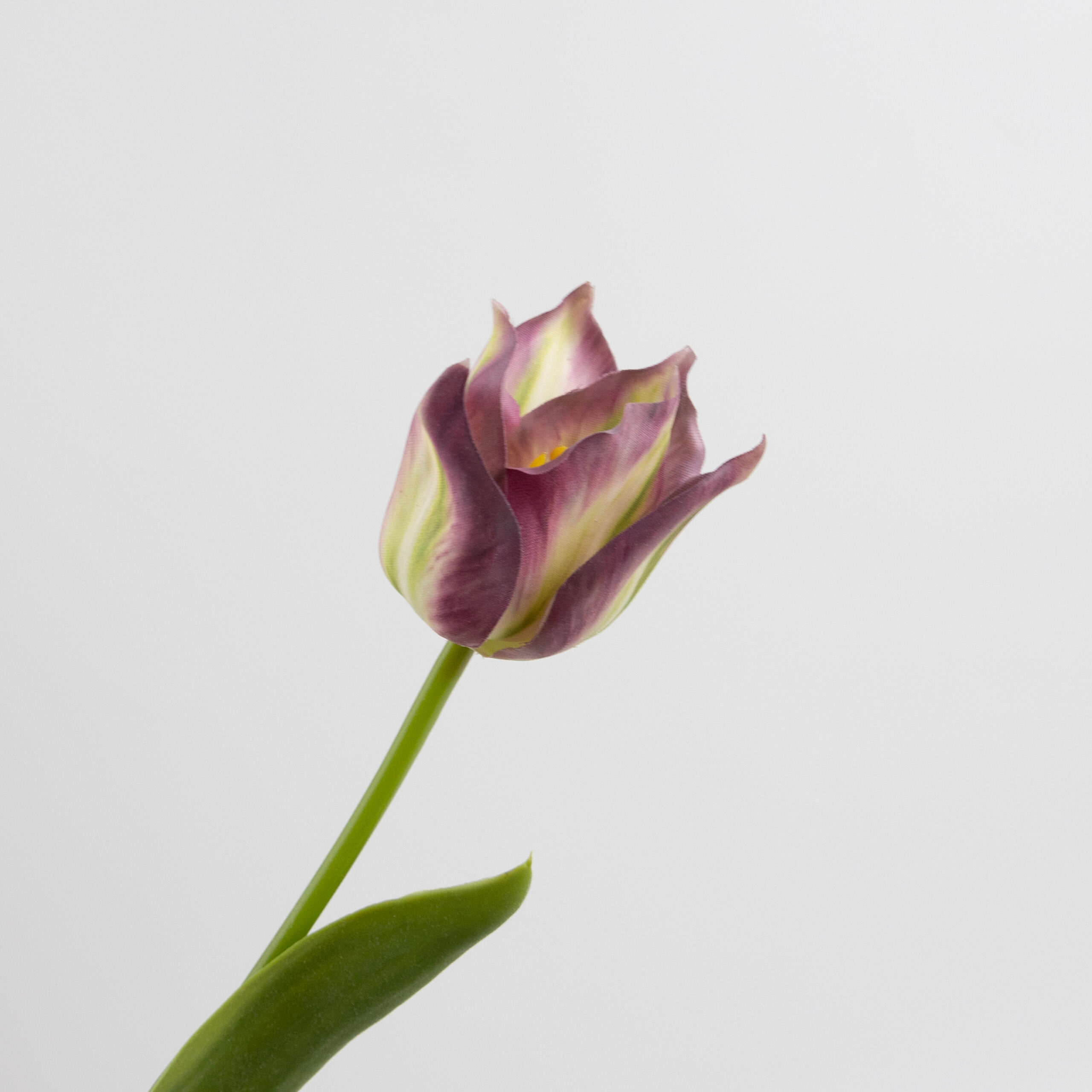 43cm Real-Touch Tulip Stem