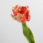 70cm Real-Touch Parrot Tulip Stem