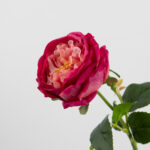 68cm Real-Touch Austin Rose Stem