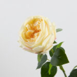 68cm Real-Touch Austin Rose Stem