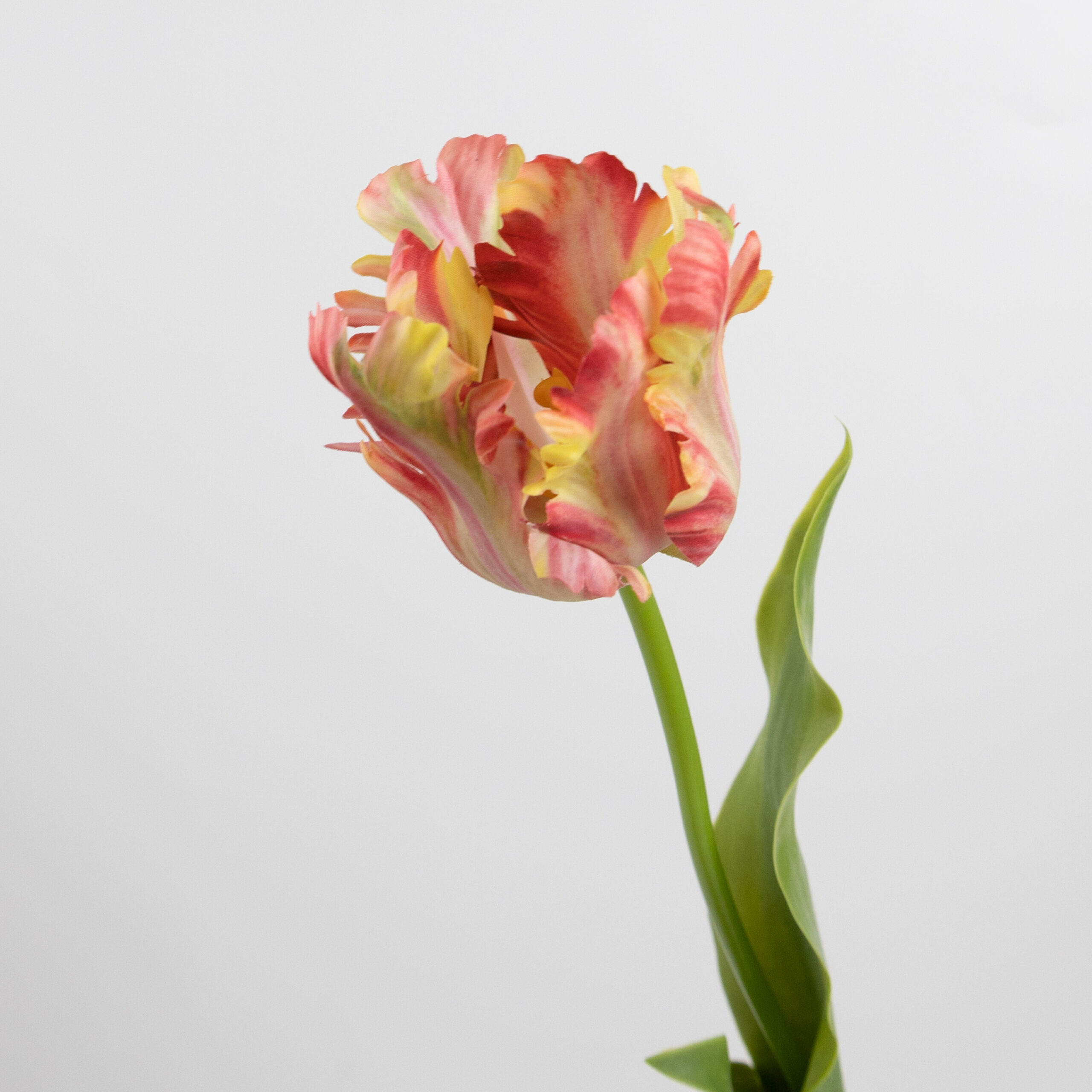 70cm Real-Touch Parrot Tulip Stem