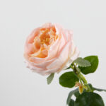 68cm Real-Touch Austin Rose Stem