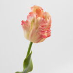 61cm Real-Touch Parrot Tulip Stem
