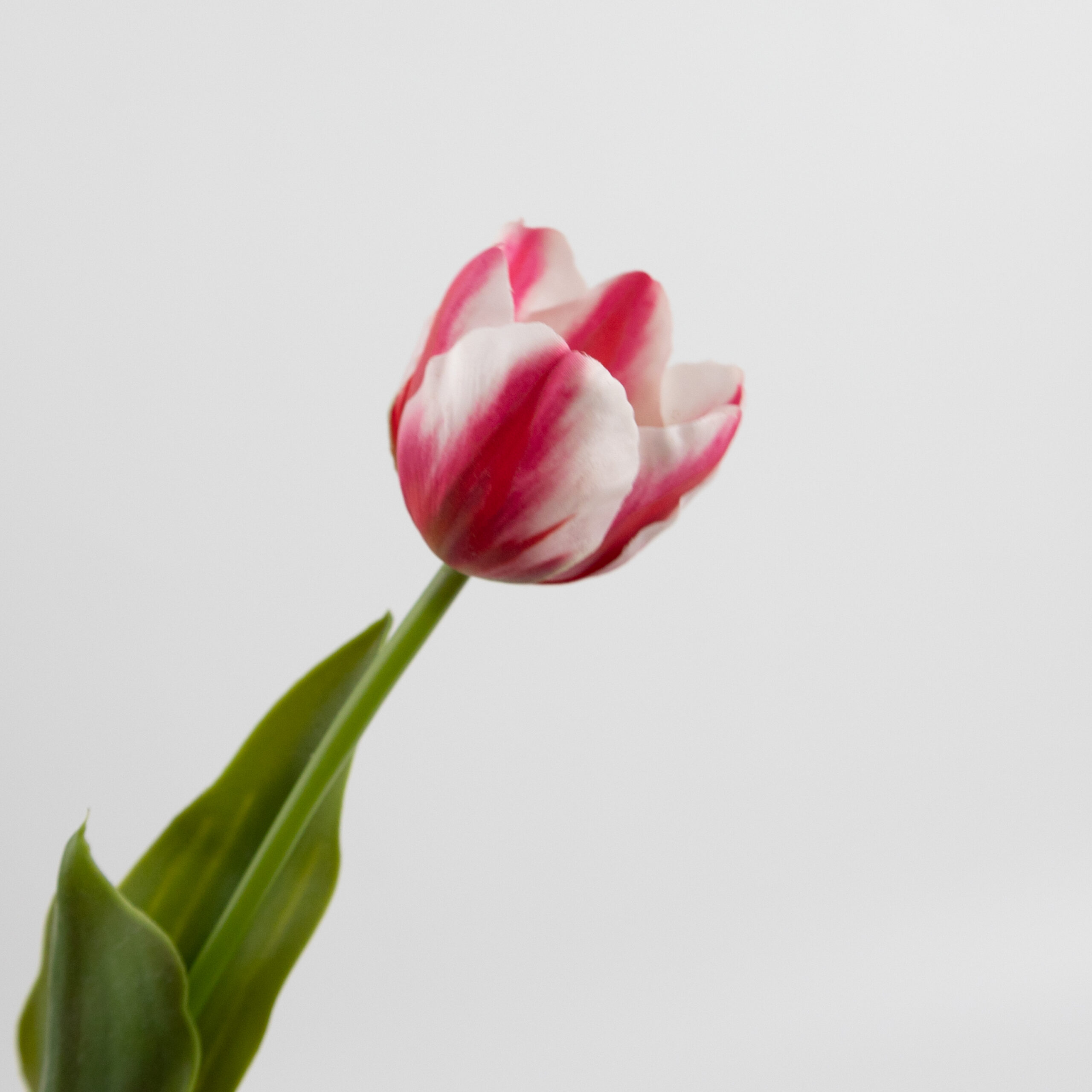 43cm Real-Touch Tulip Stem