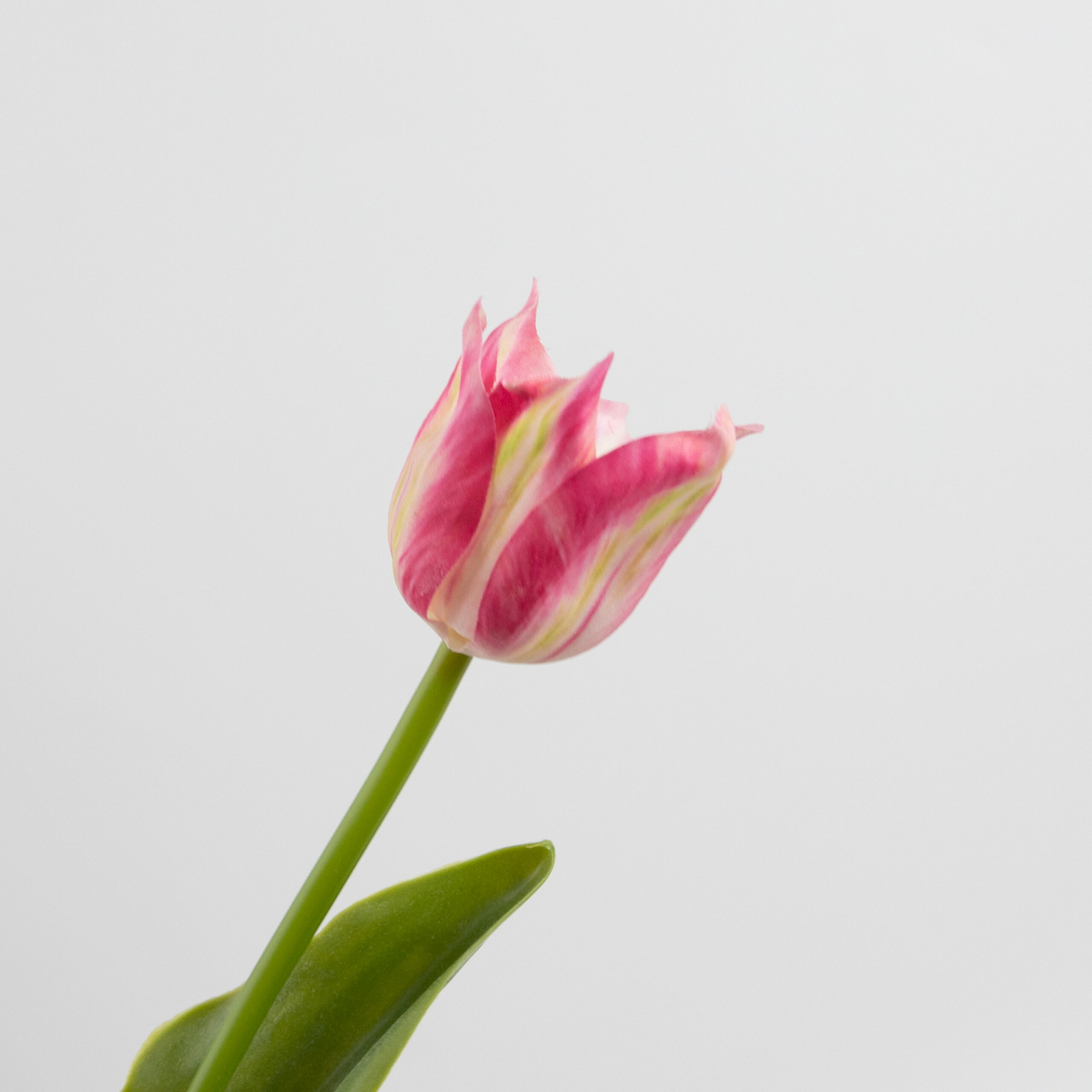 43cm Real-Touch Tulip Stem