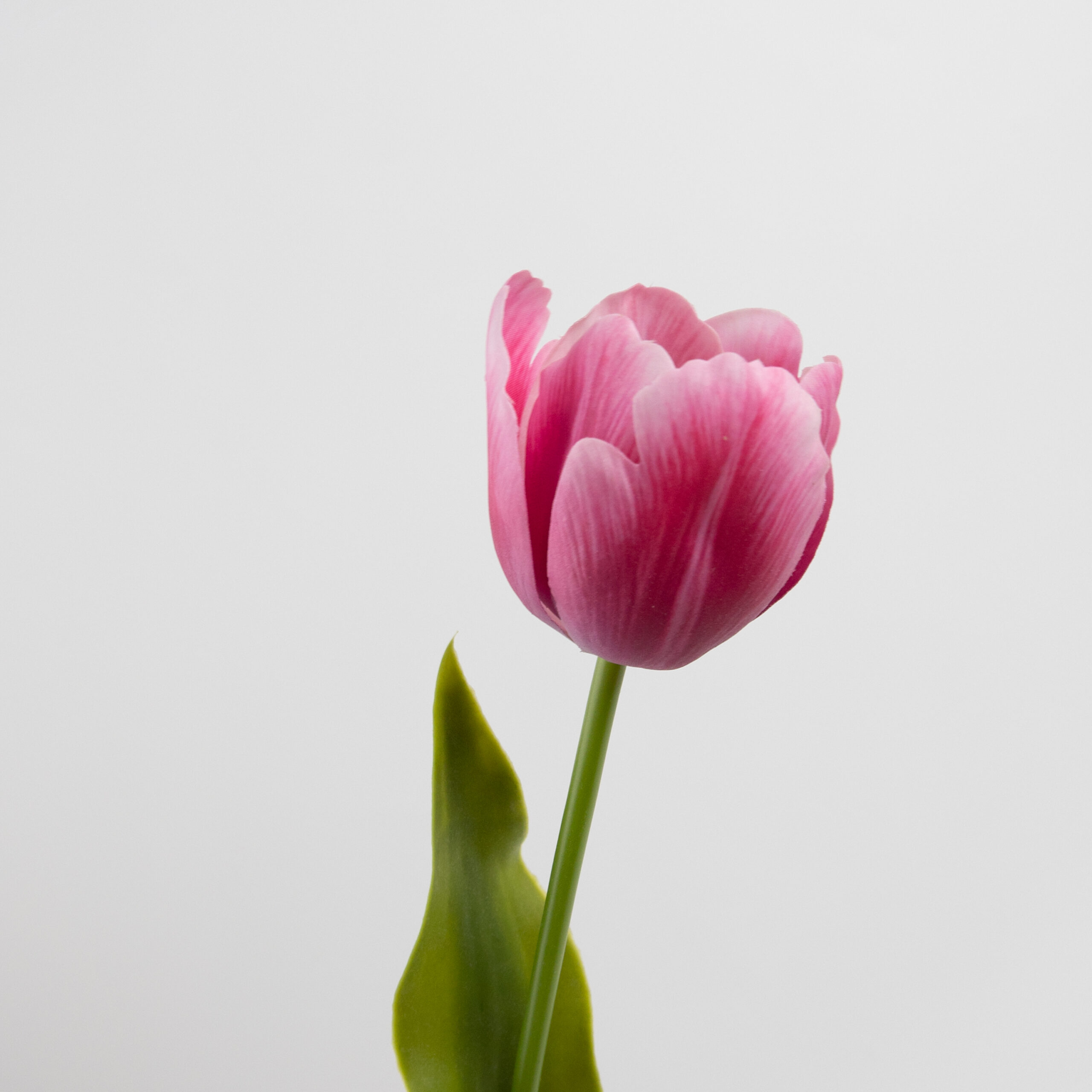 61cm Real-Touch Tulip Stem