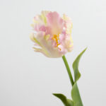 70cm Real-Touch Parrot Tulip Stem