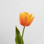 61cm Real-Touch Tulip Stem