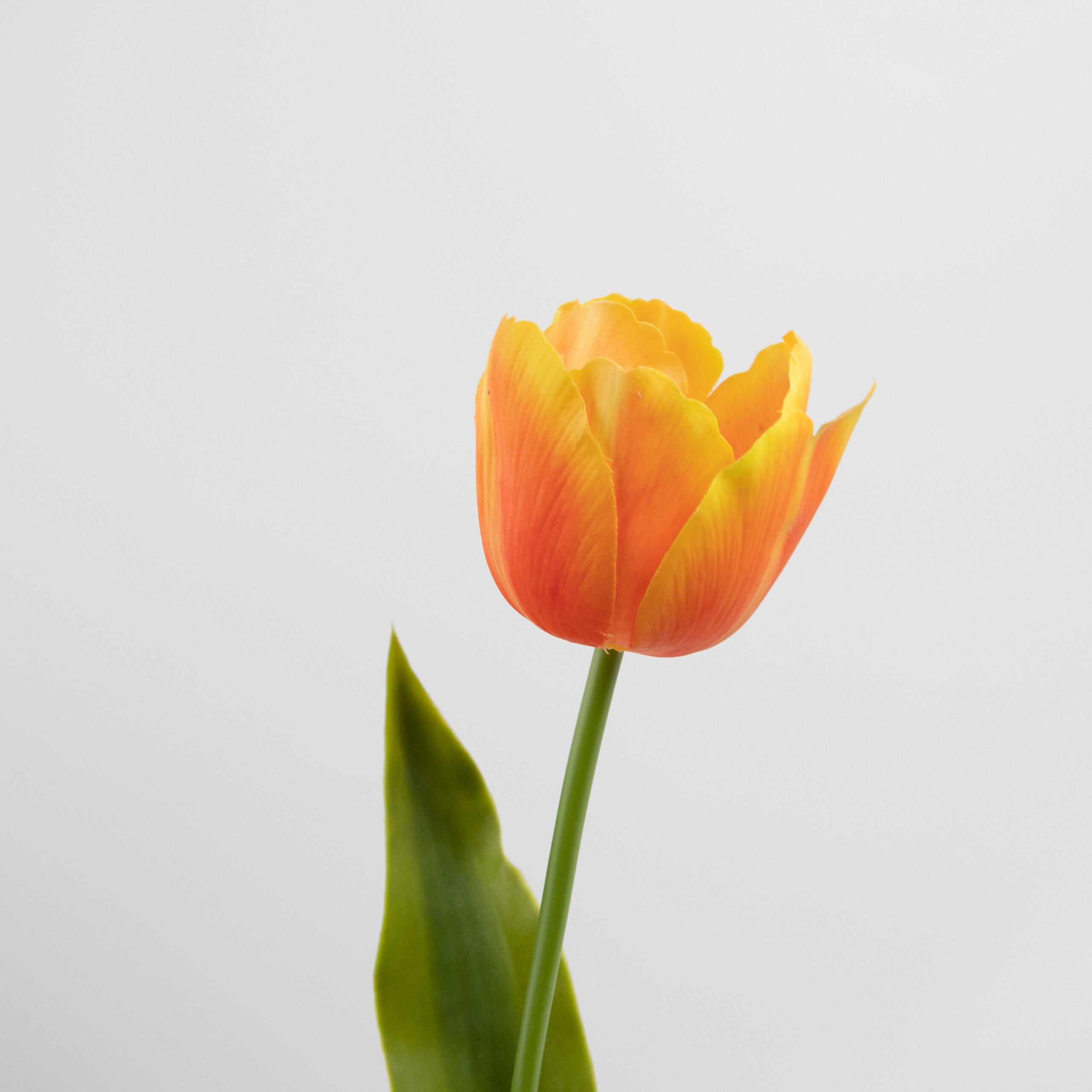 61cm Real-Touch Tulip Stem