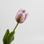 43cm Real-Touch Tulip Stem