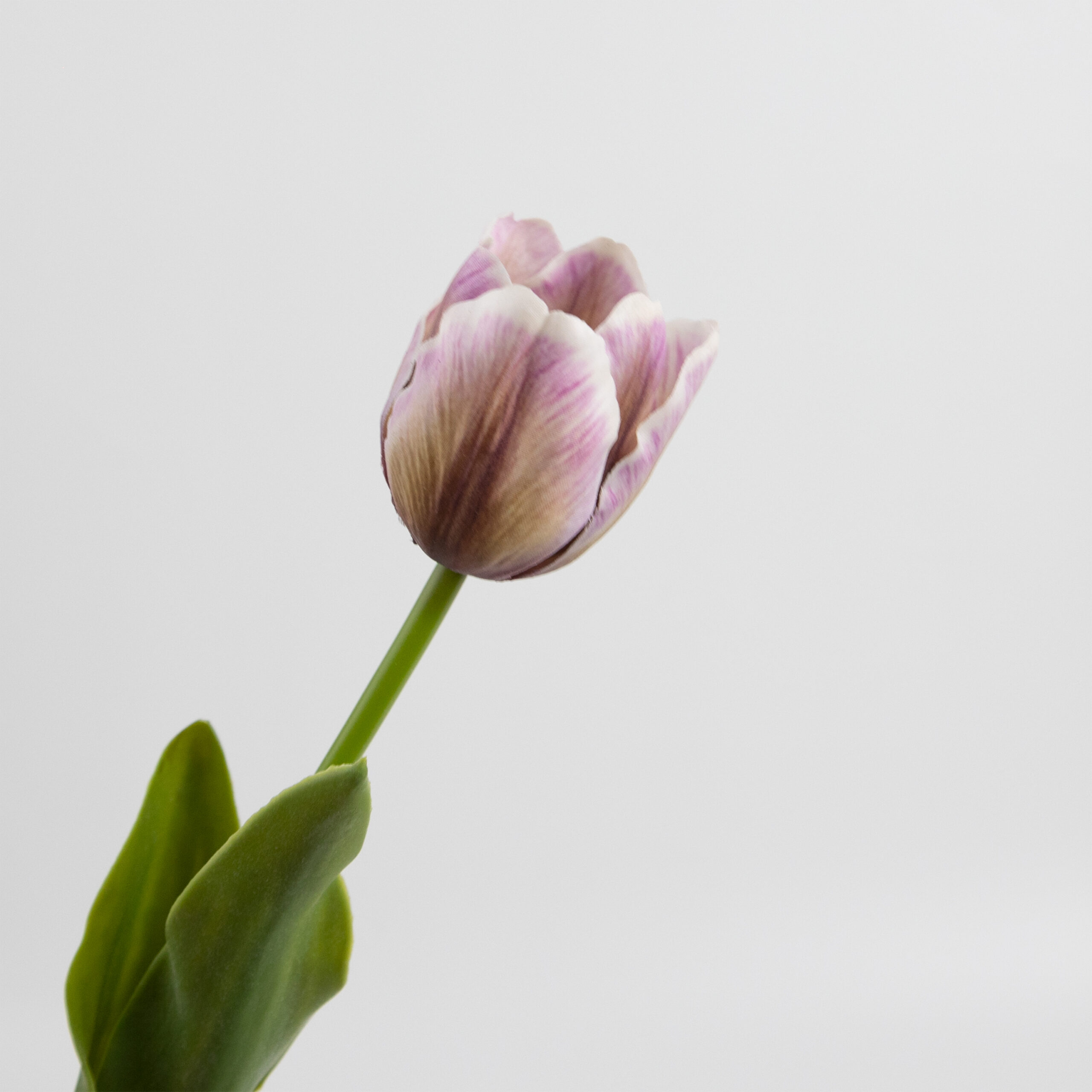 43cm Real-Touch Tulip Stem