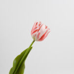 43cm Real-Touch Tulip Stem