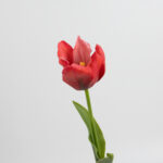 50cm Real-Touch Tulip Stem