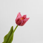 43cm Real-Touch Tulip Stem