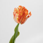 61cm Real-Touch Parrot Tulip Stem