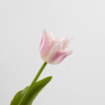 43cm Real-Touch Tulip Stem