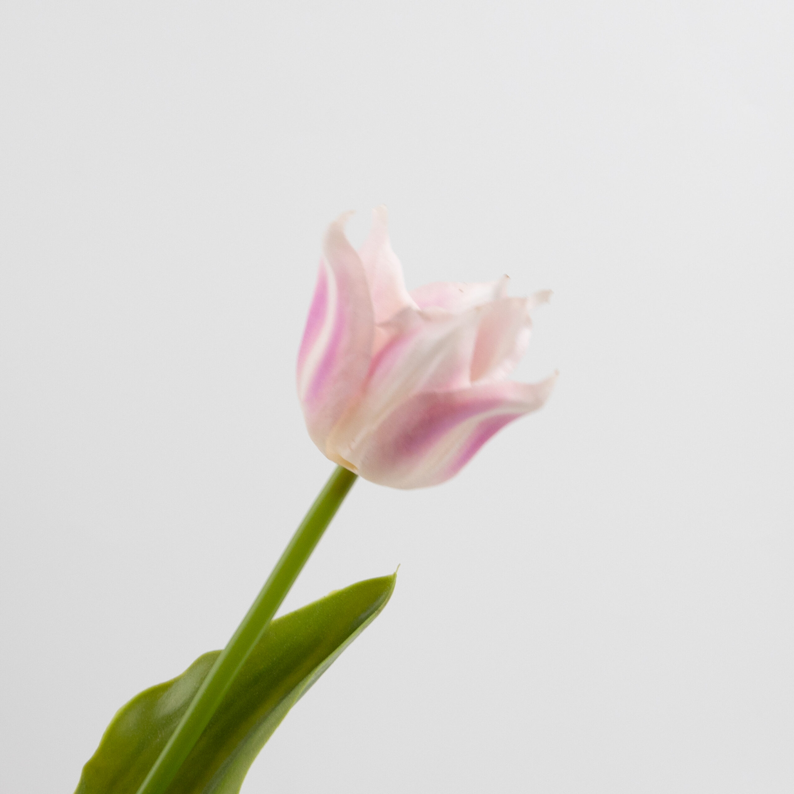 43cm Real-Touch Tulip Stem