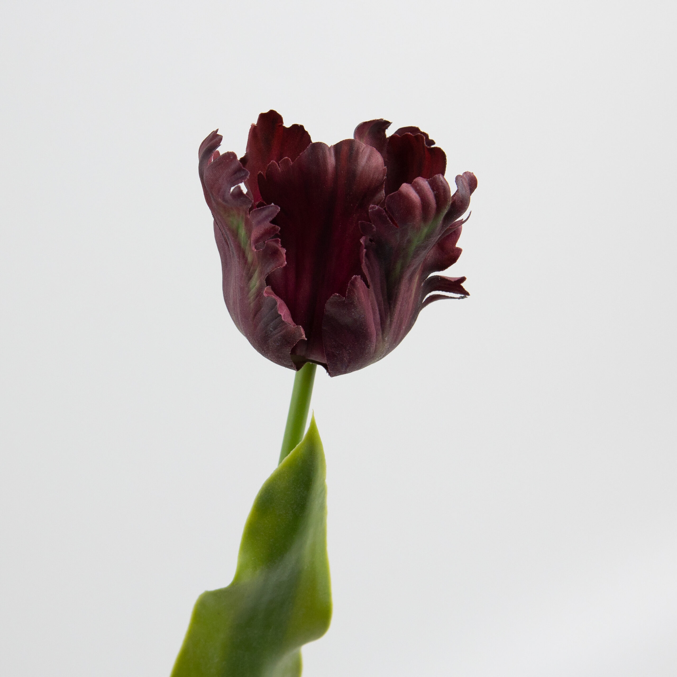 61cm Real-Touch Parrot Tulip Stem