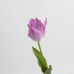 50cm Real-Touch Tulip Stem