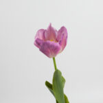 50cm Real-Touch Tulip Stem
