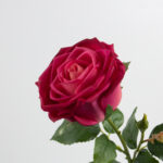 68cm Real-Touch Barbara Rose Stem